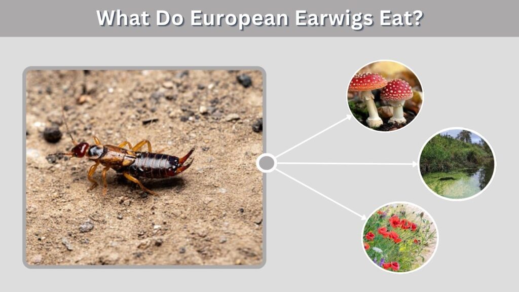 Do European Earwigs Go in Your Ear?