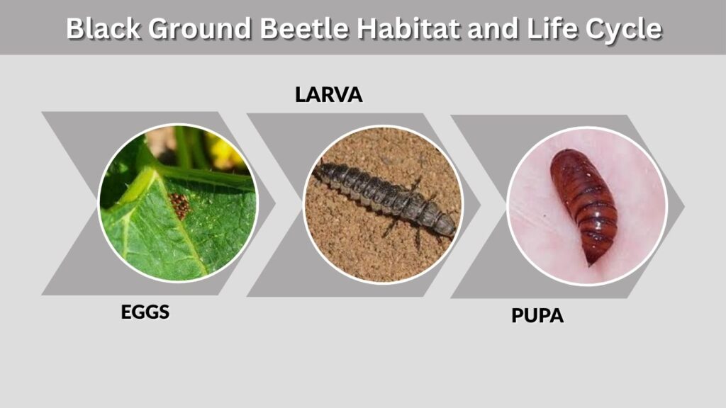Black Ground Beetle Habitat and Life Cycle