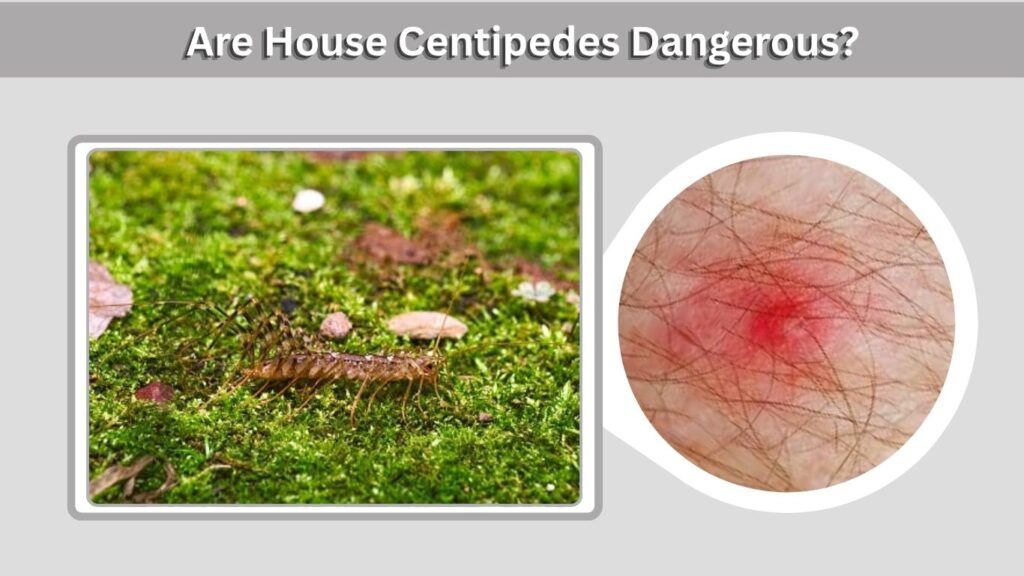 Are House Centipedes Dangerous?