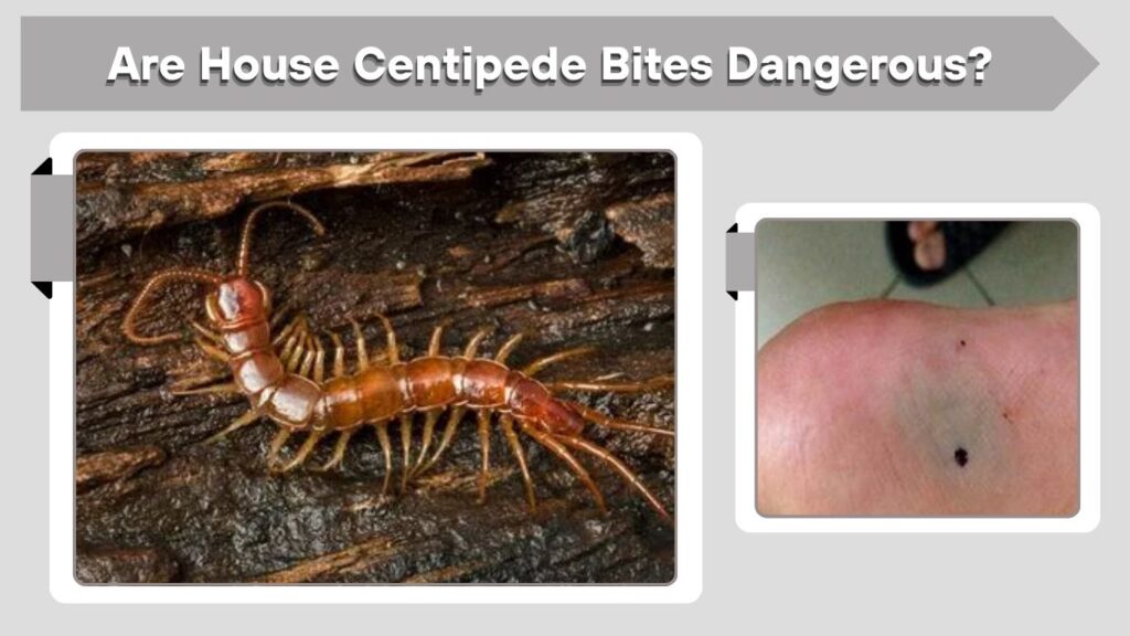 Are House Centipede Bites Dangerous?