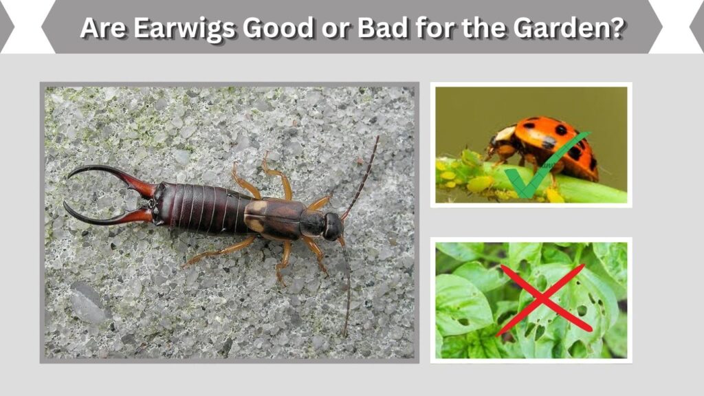 Are Earwigs Good or Bad for the Garden?