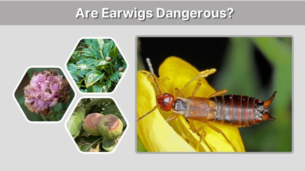Are Earwigs Dangerous?