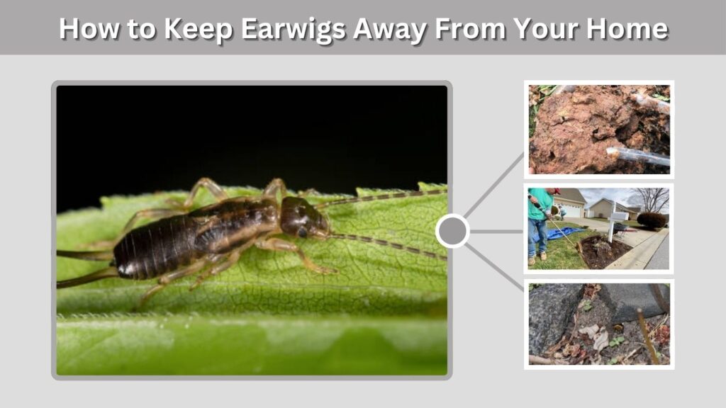 How to Keep Earwigs Away From Your Home