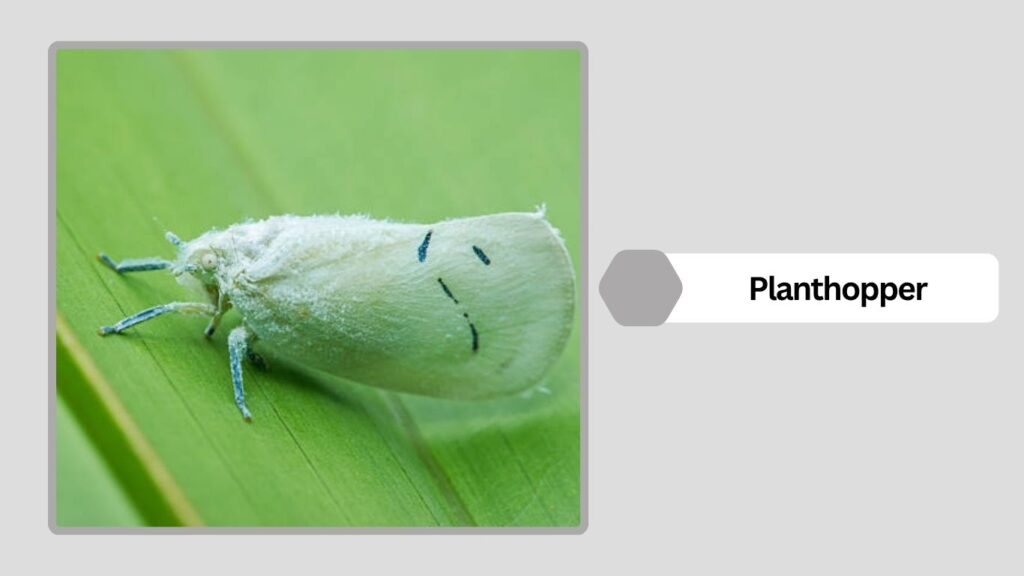 Planthopper
