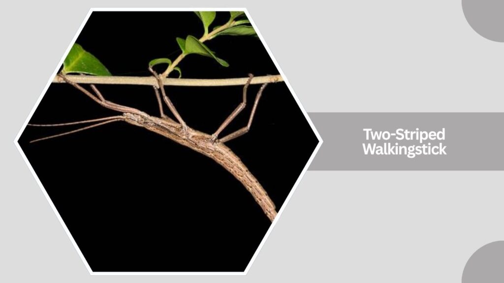 Two-Striped Walkingstick