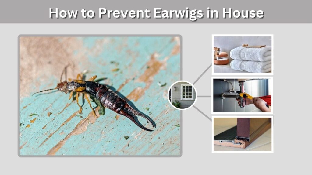 How to Prevent Earwigs in House
