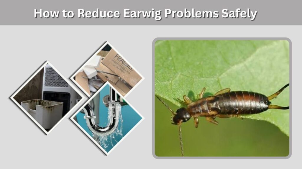 How to Reduce Earwig Problems Safely