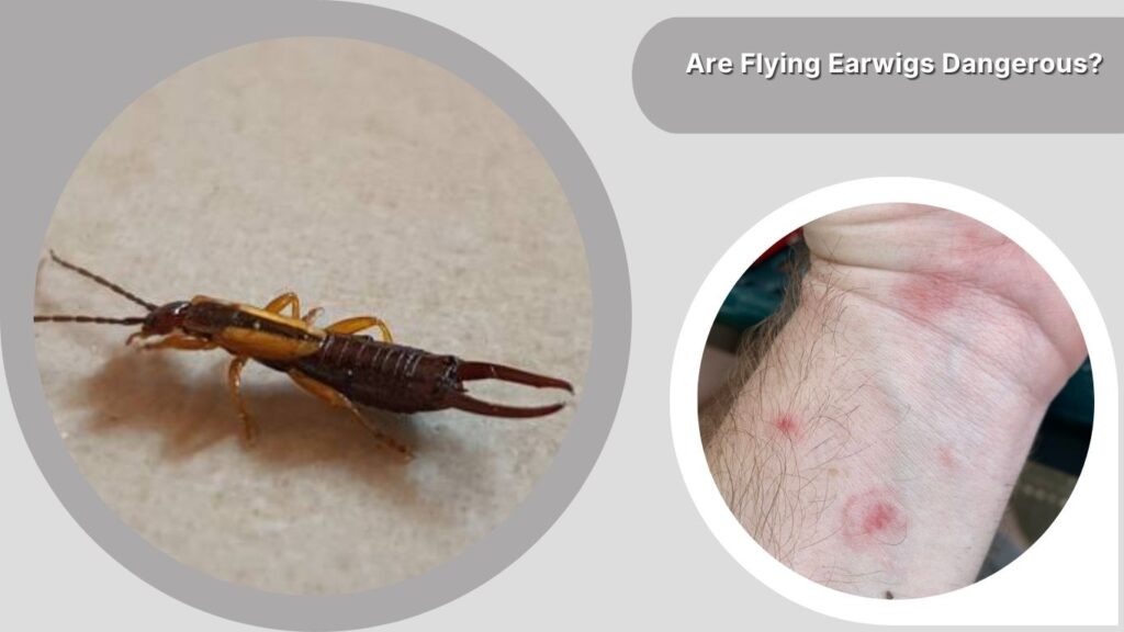 Are Flying Earwigs Dangerous?
