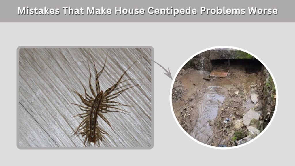 Mistakes That Make House Centipede Problems Worse