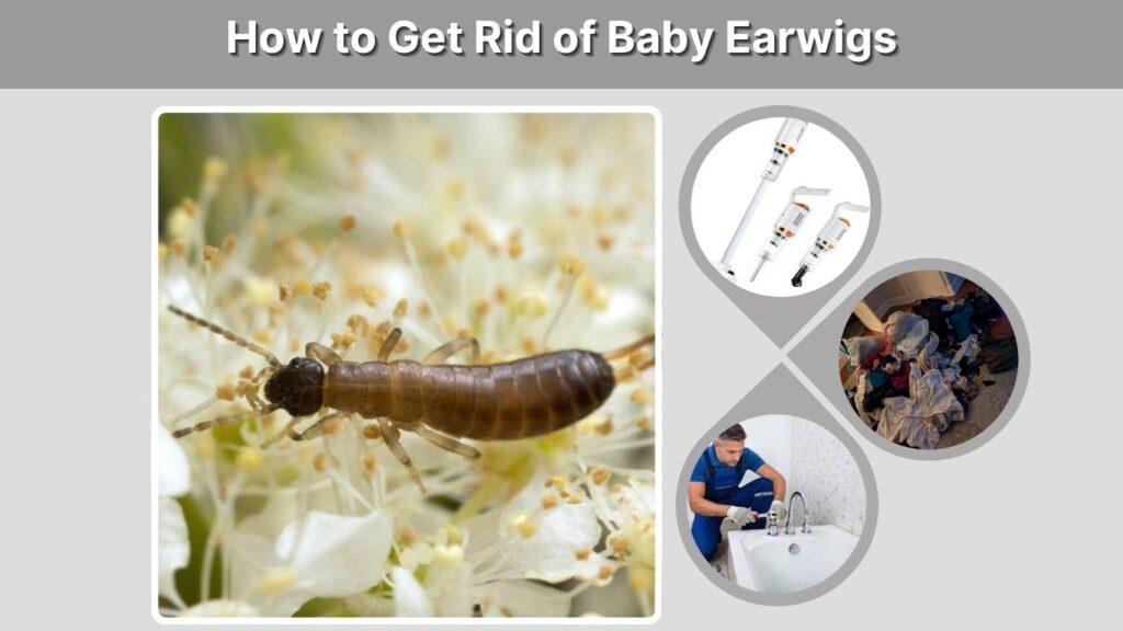 How to Get Rid of Baby Earwigs