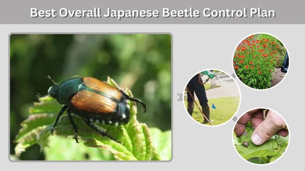 Best Overall Japanese Beetle Control Plan