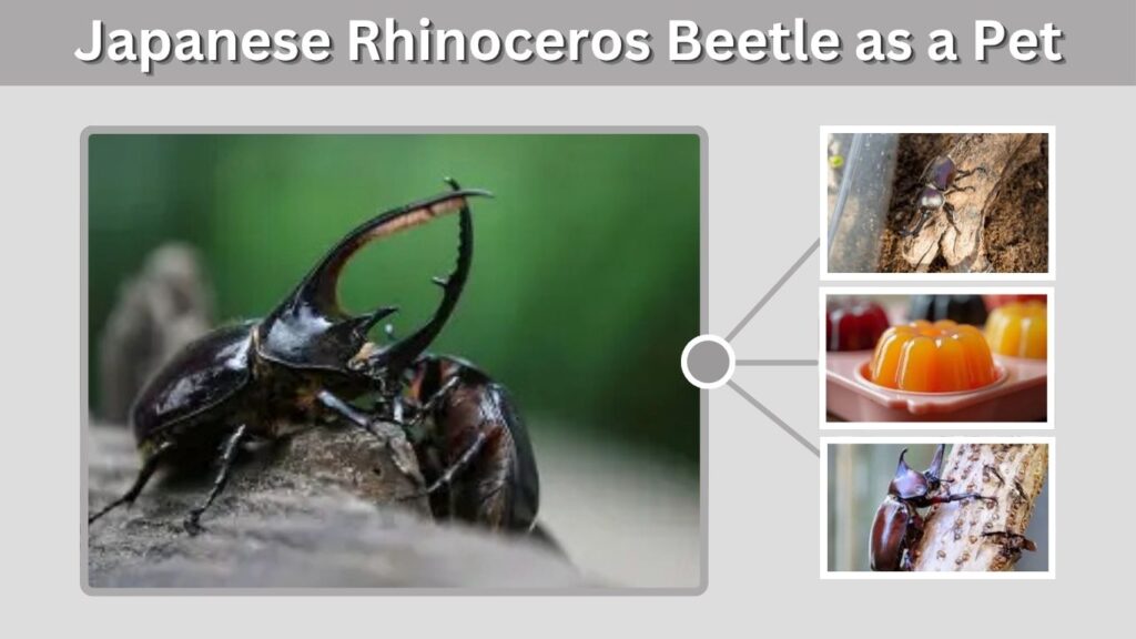 Japanese Rhinoceros Beetle as a Pet
