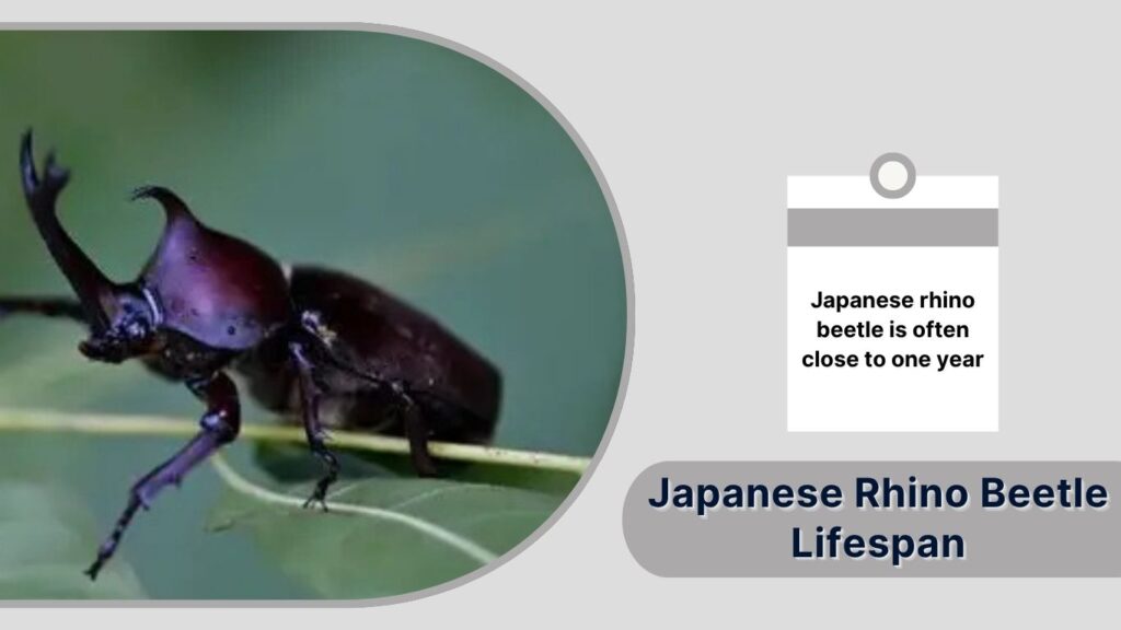 Life Cycle of the Japanese Rhino Beetle