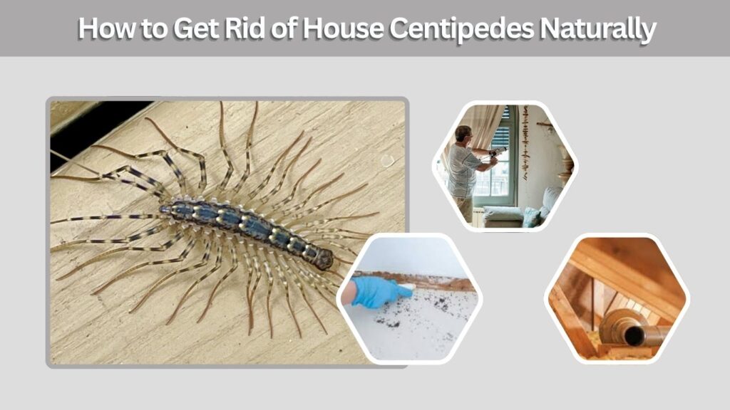 How to Get Rid of House Centipedes Naturally