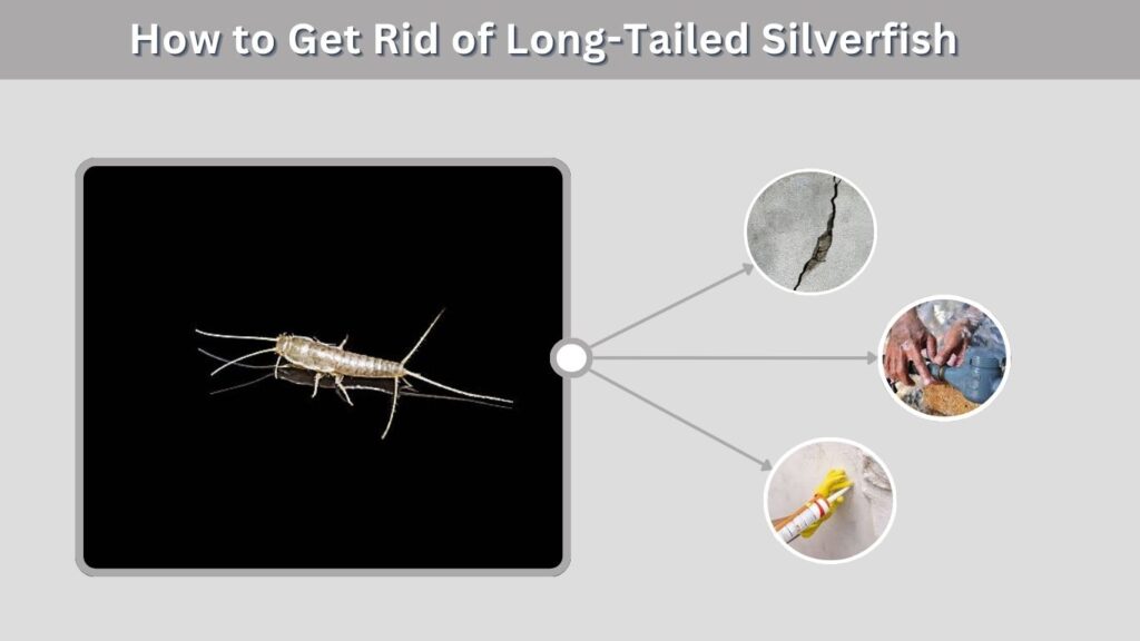 How to Get Rid of Long-Tailed Silverfish