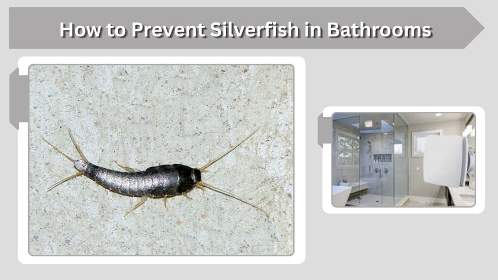 How to Prevent Silverfish in Bathrooms