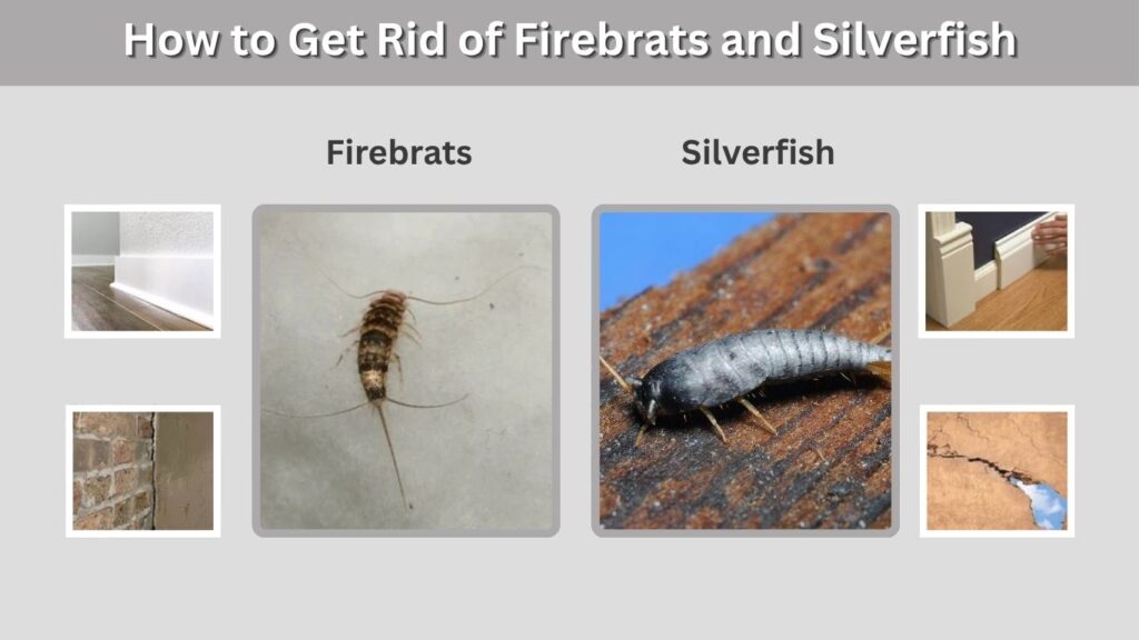 How to Get Rid of Firebrats and Silverfish
