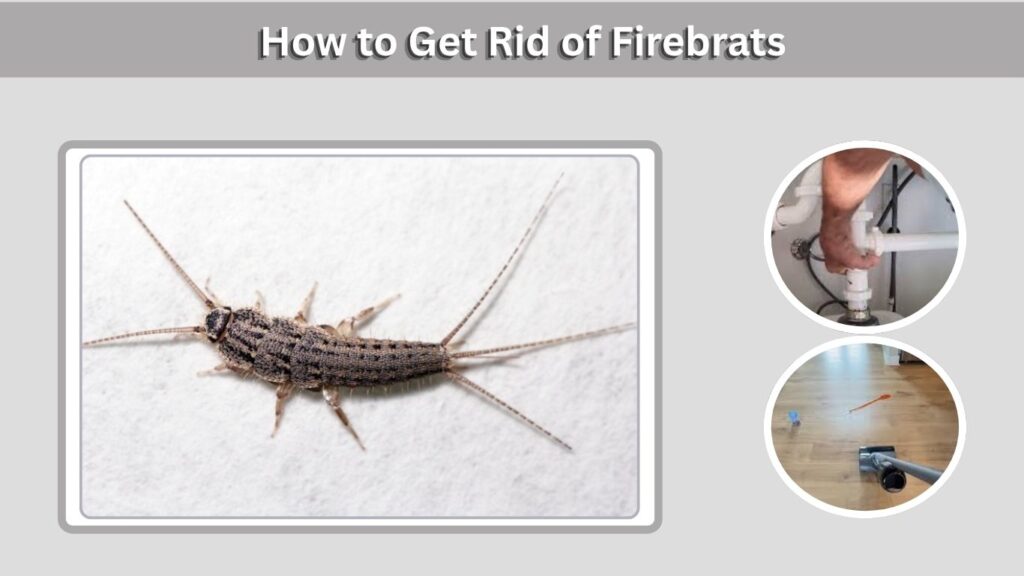 How to Get Rid of Firebrats