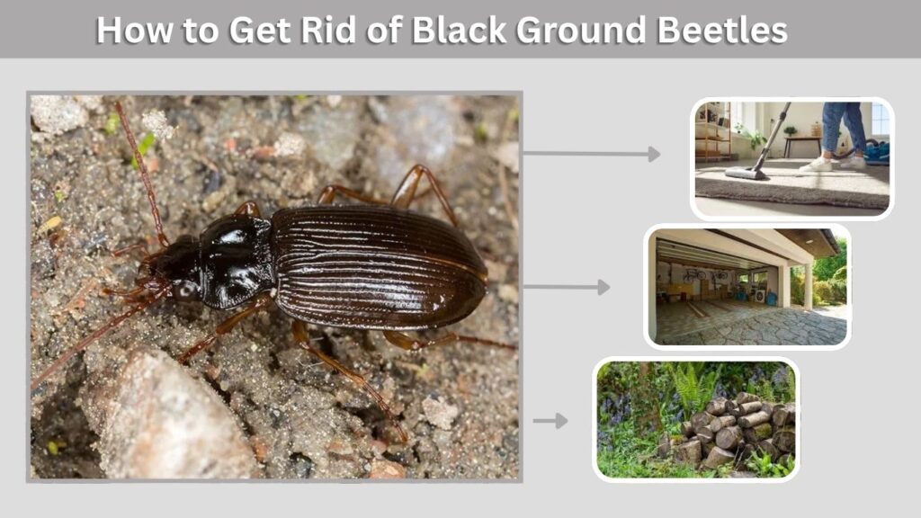 How to Get Rid of Black Ground Beetles
