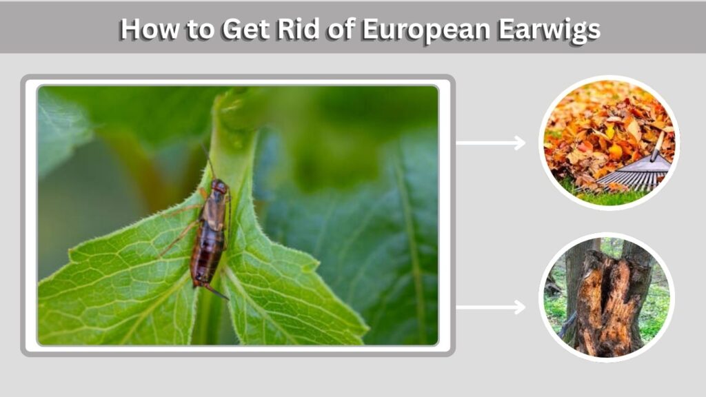 How to Get Rid of European Earwigs