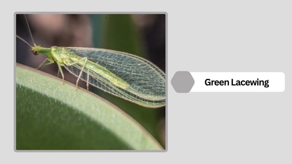 Green Lacewing