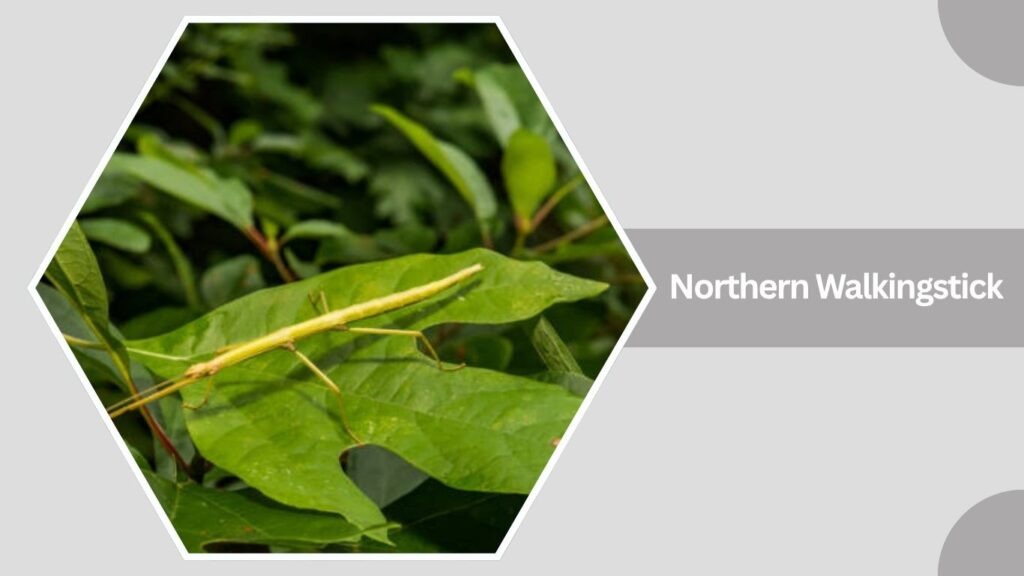 Northern Walkingstick