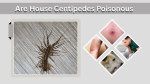 Are House Centipedes Poisonous? Facts for Humans and Pets