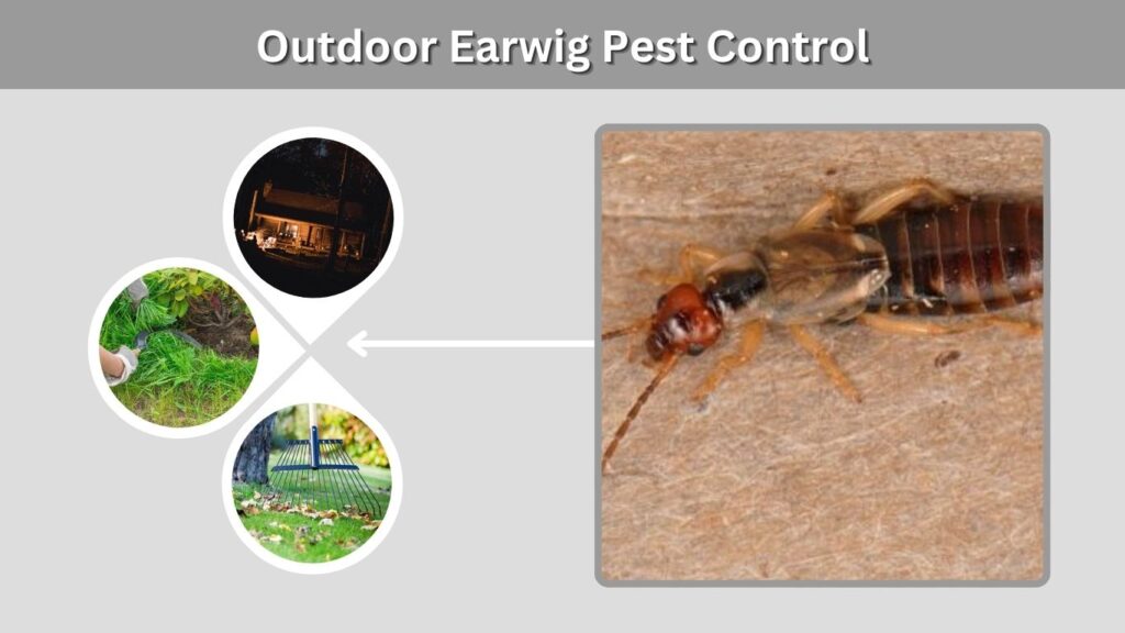 Outdoor Earwig Pest Control