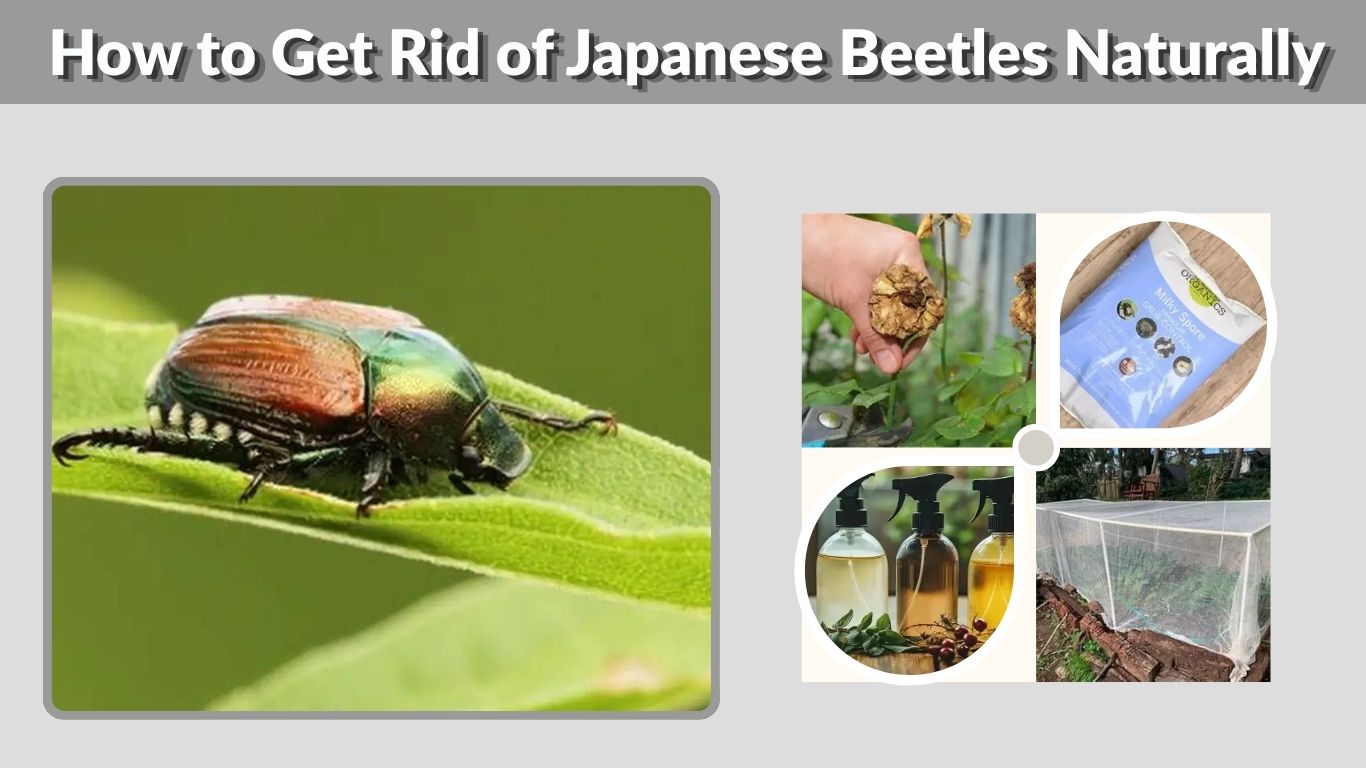 How to Get Rid of Japanese Beetles Naturally