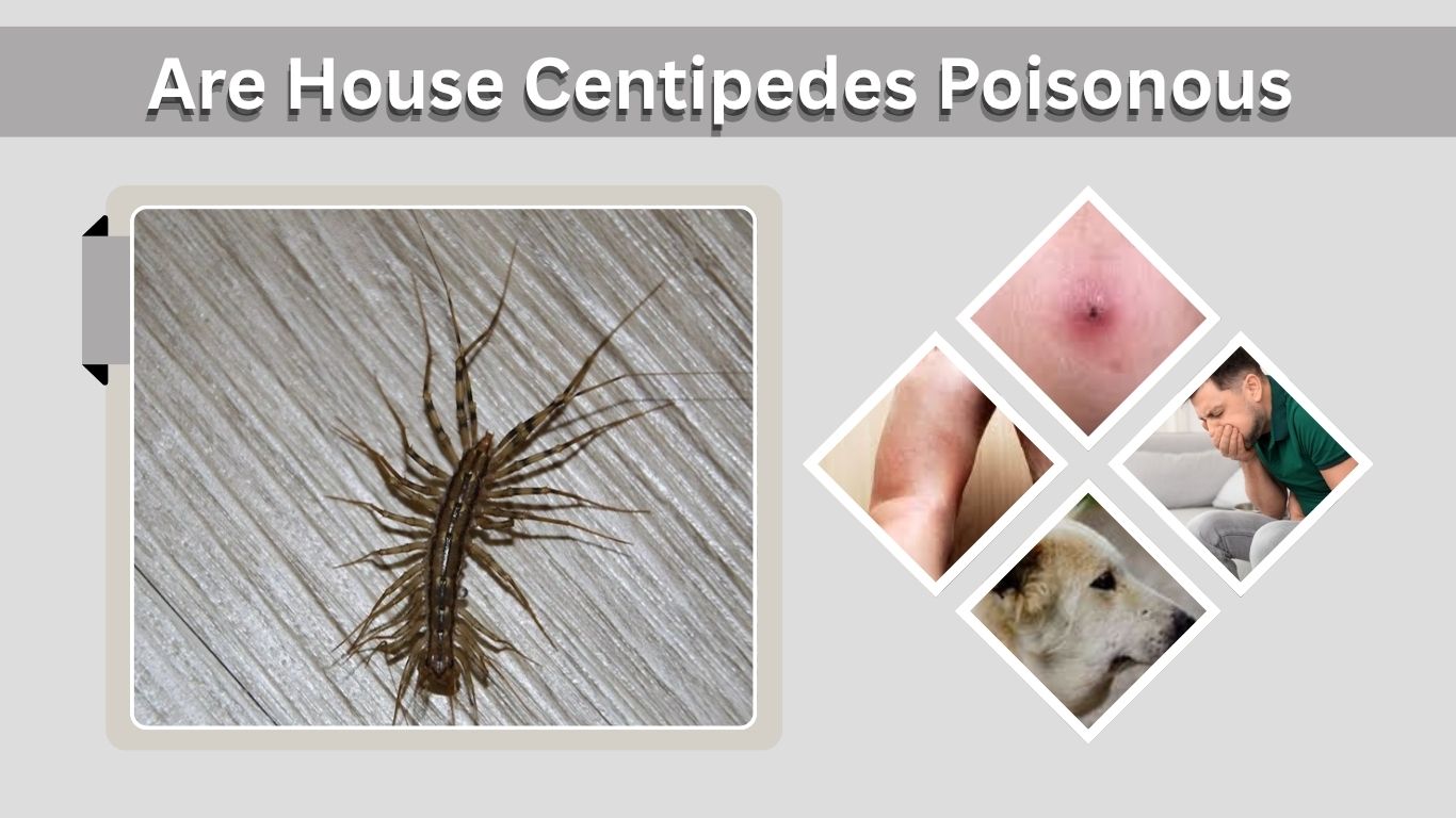 Are House Centipedes Poisonous? Facts for Humans and Pets