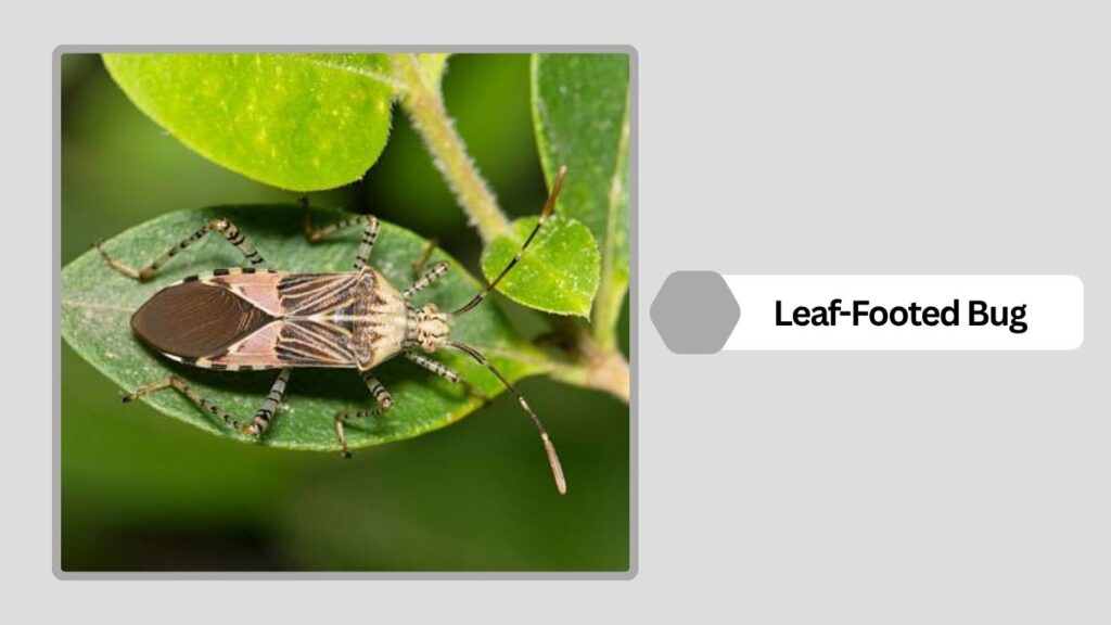 Leaf-Footed Bug