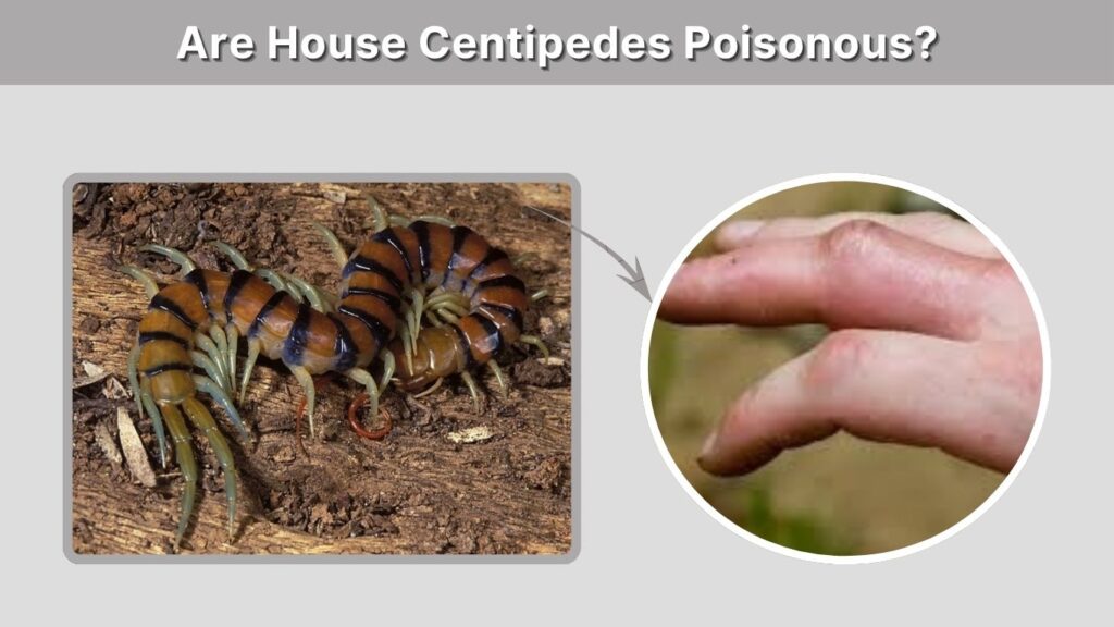 Are House Centipedes Poisonous?