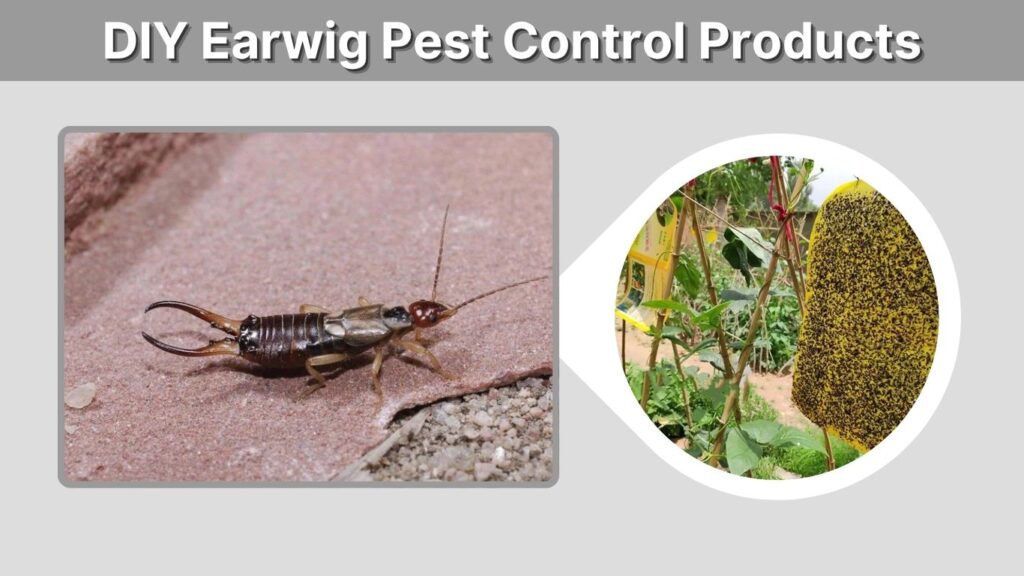 DIY Earwig Pest Control Products