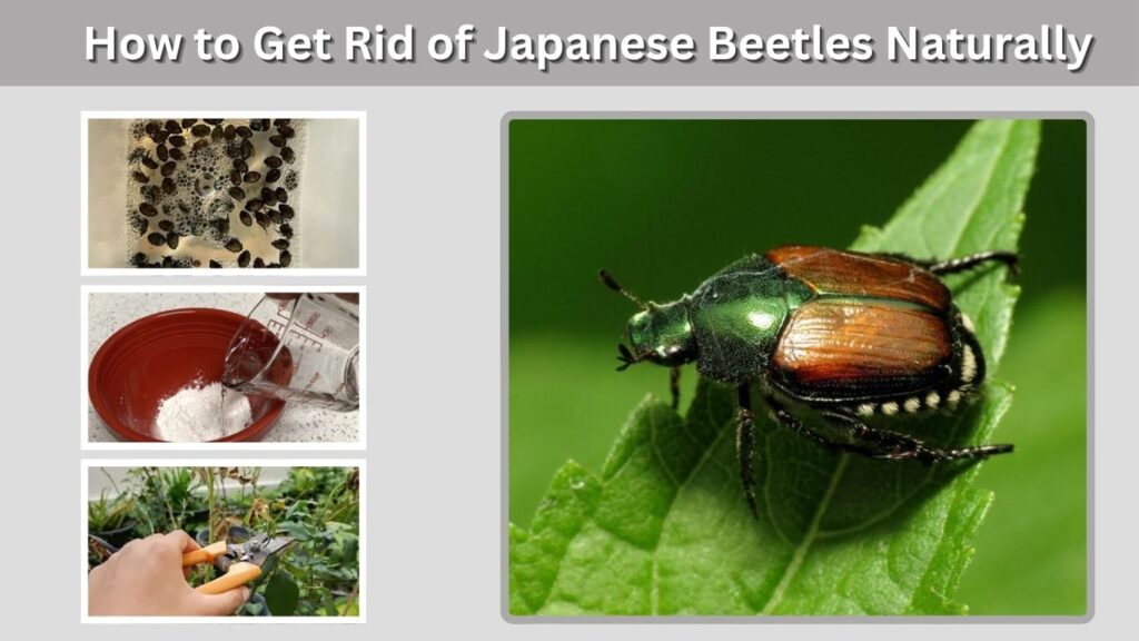 How to Get Rid of Japanese Beetles Naturally