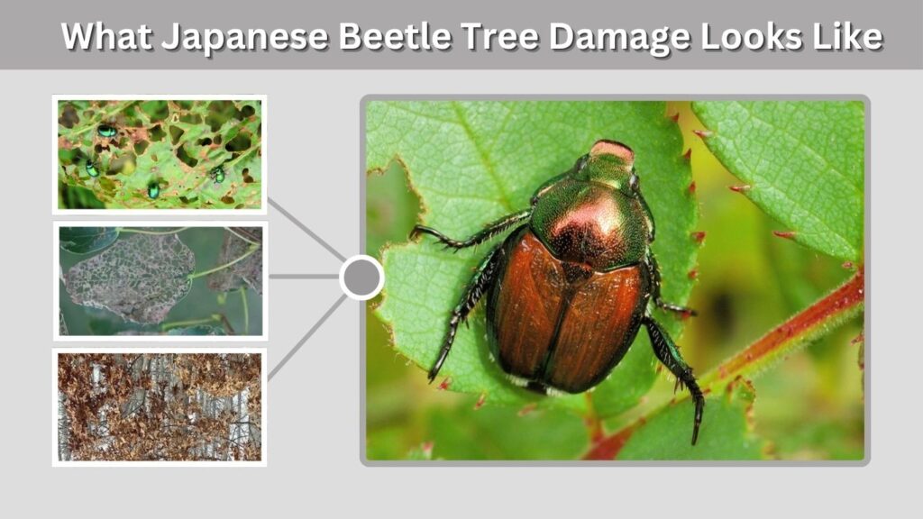 Why Japanese Beetles Like Certain Trees