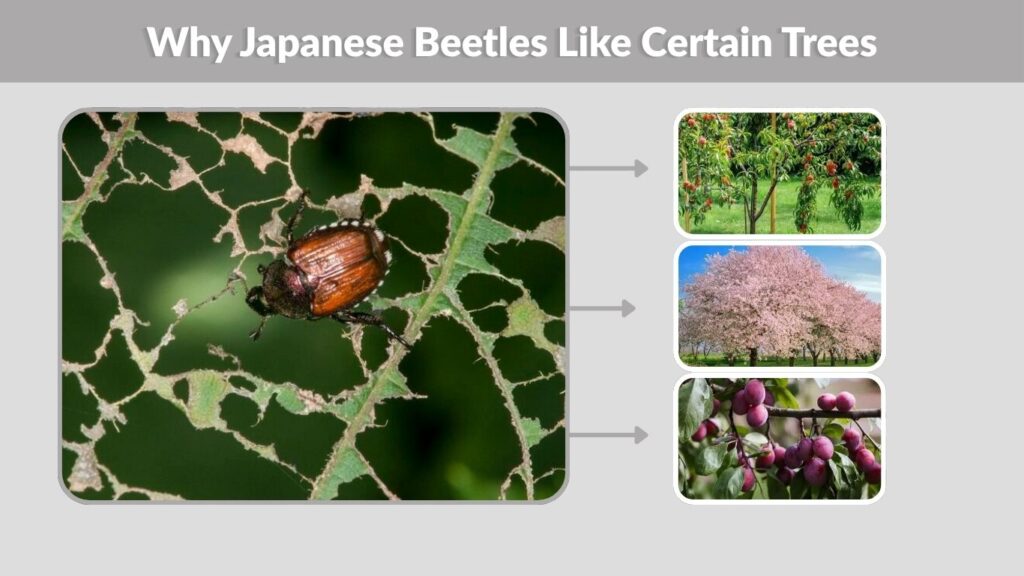 Why Japanese Beetles Like Certain Trees