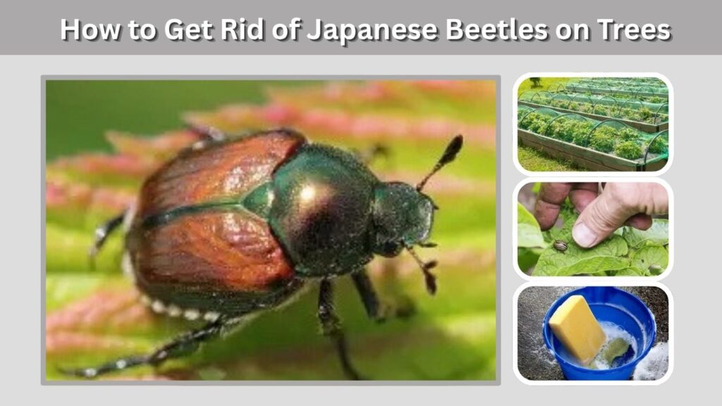 How to Get Rid of Japanese Beetles on Trees