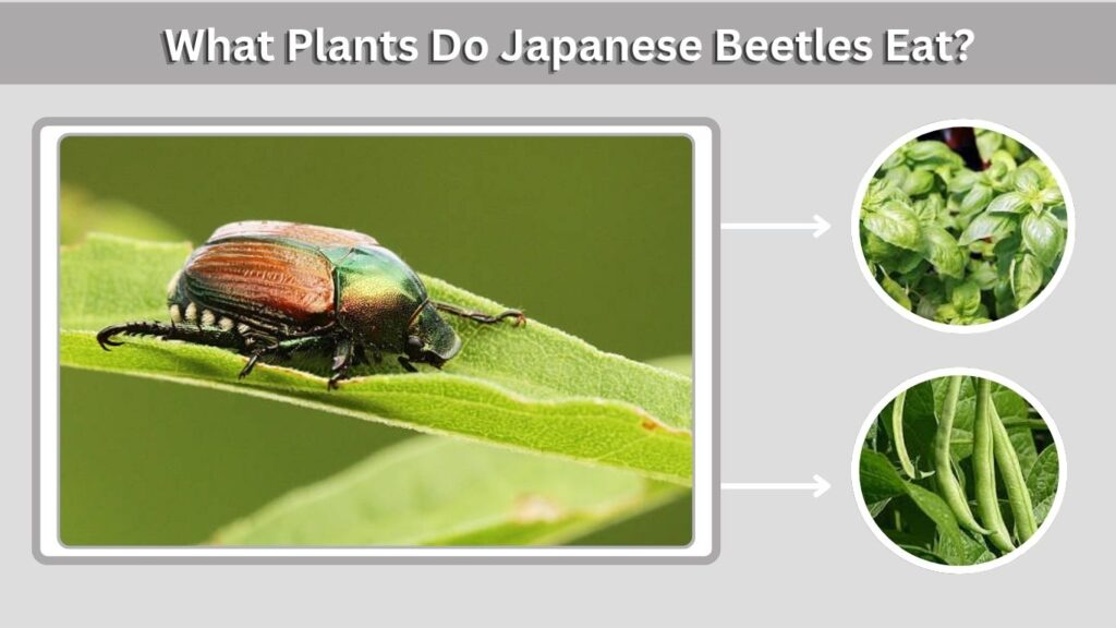 What Plants Do Japanese Beetles Eat?