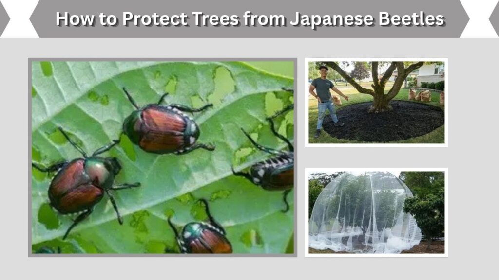 How to Protect Trees from Japanese Beetles
