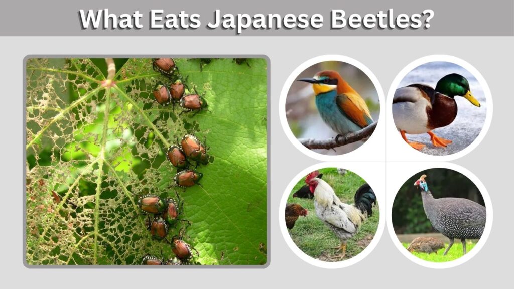 What Eats Japanese Beetles?