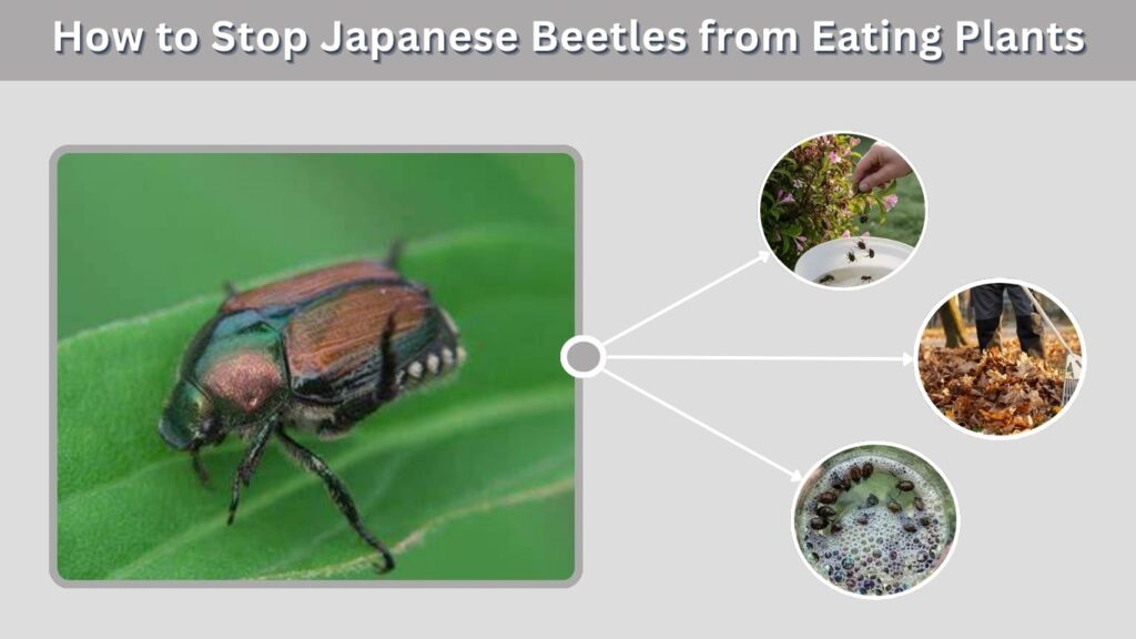 How to Stop Japanese Beetles from Eating Plants