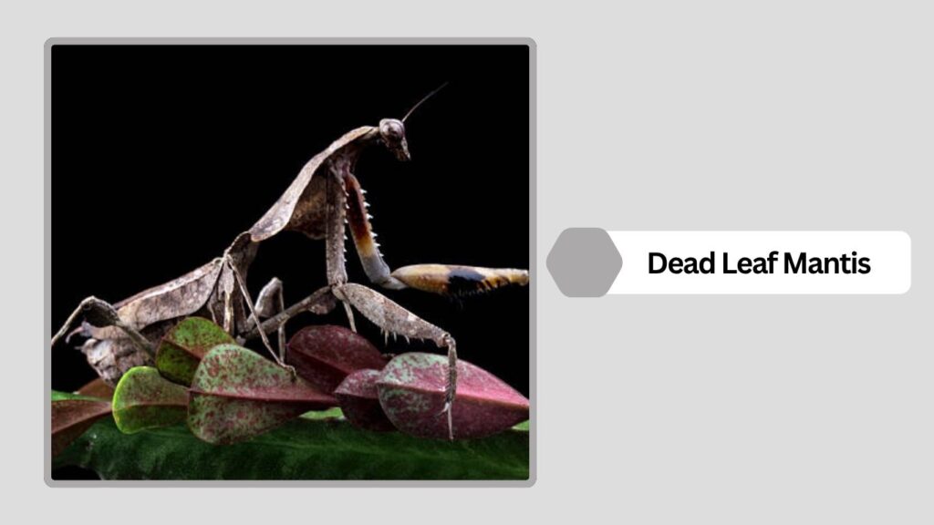Dead Leaf Mantis