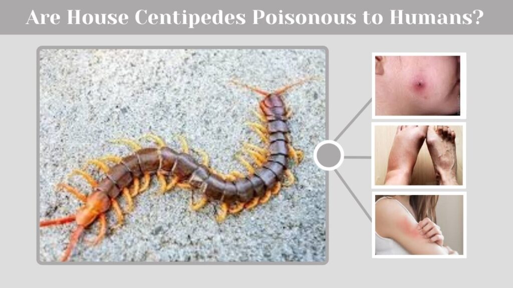 Are House Centipedes Poisonous to Humans?