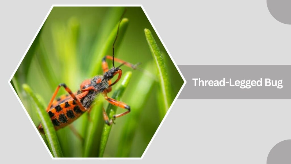 Thread-Legged Bug