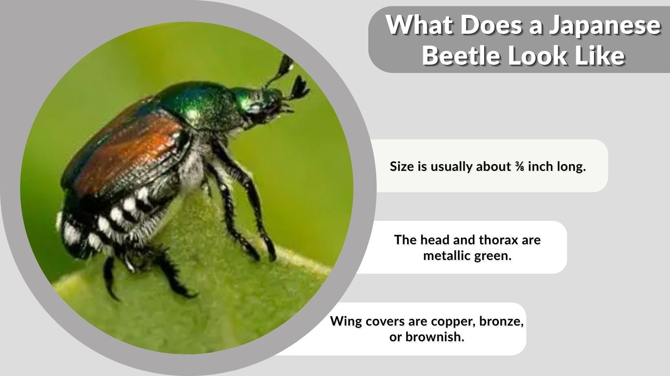 What Does a Japanese Beetle Look Like? Easy ID Guide