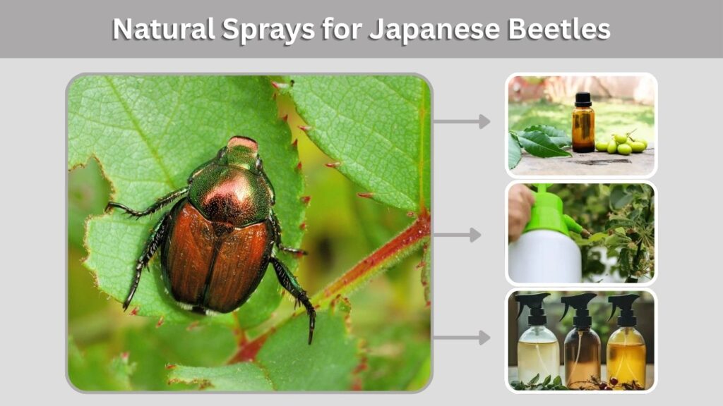 Natural Sprays for Japanese Beetles