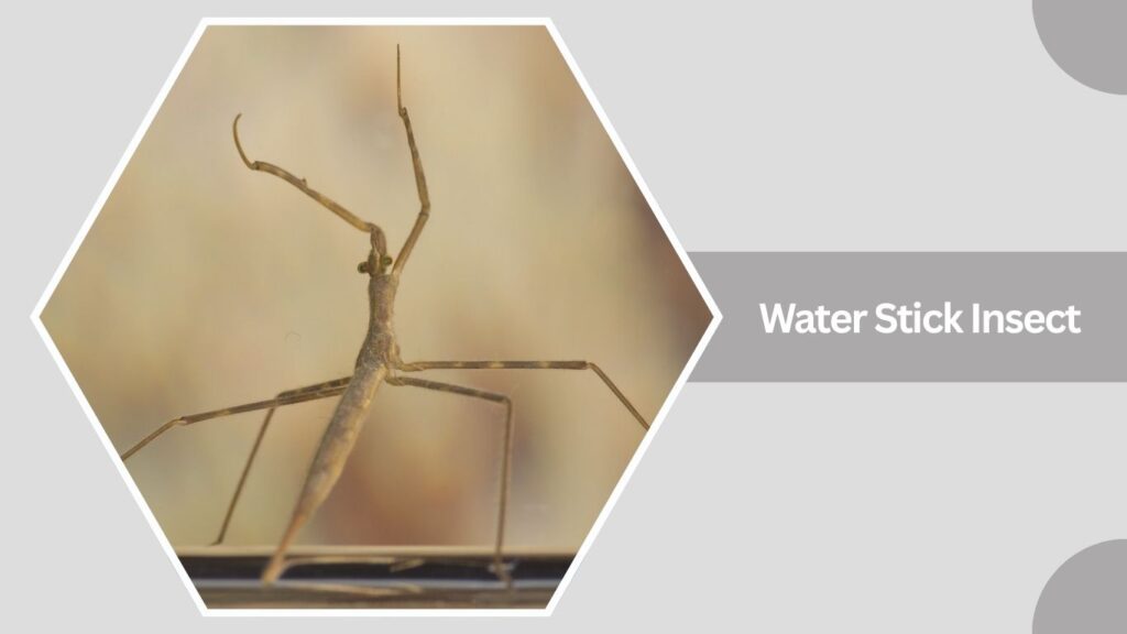 Water Stick Insect