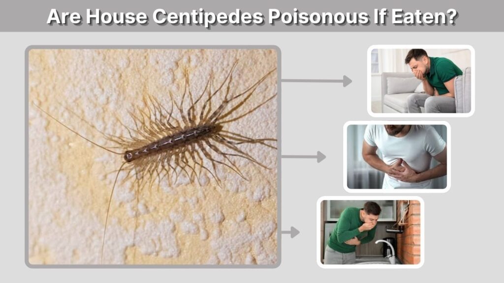 Are House Centipedes Poisonous If Eaten?