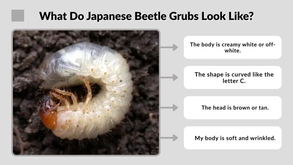 What Do Japanese Beetle Grubs Look Like?