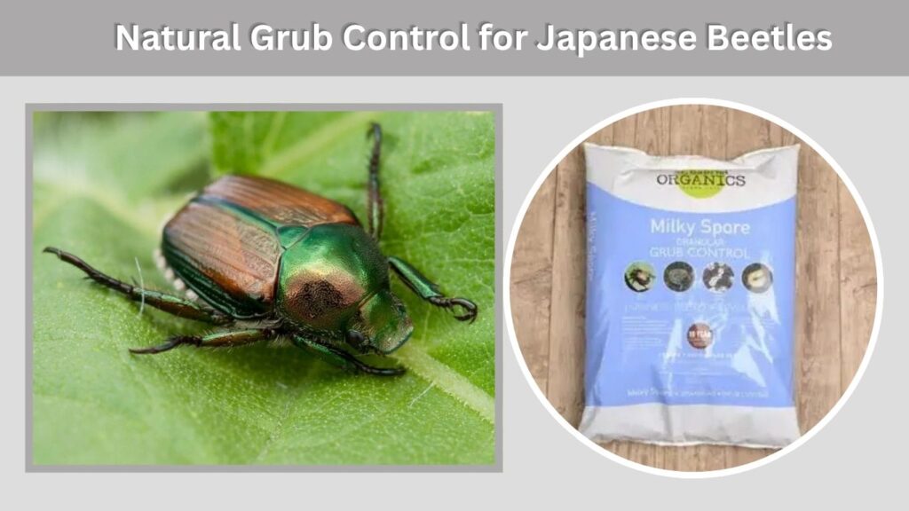 Natural Grub Control for Japanese Beetles